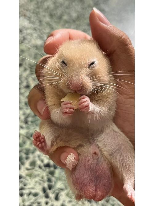 仓鼠能不能吃苹果
