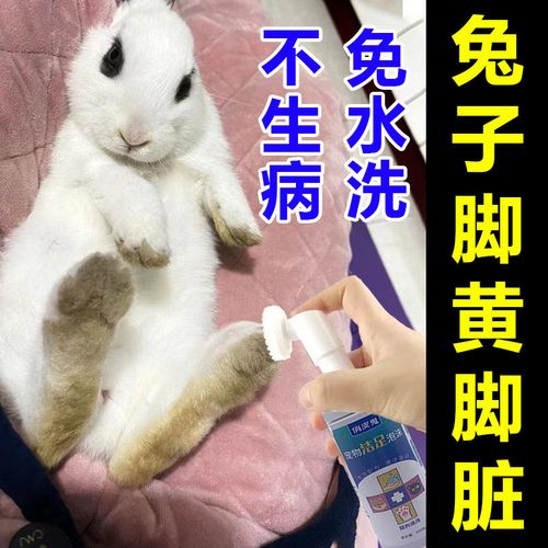 兔子公母鉴别图片,兔子脚底发黄怎么清理