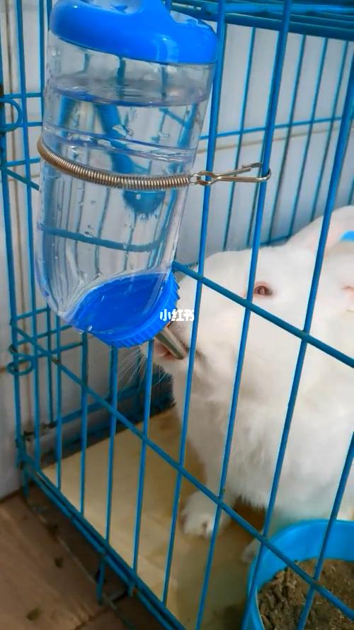 兔子口渴的表现,兔子多久喂一次水