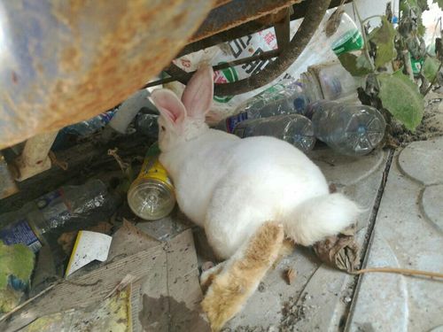 兔子后腿突然瘫痪可以医治好吗,兔子后腿突然瘫痪 不吃不喝