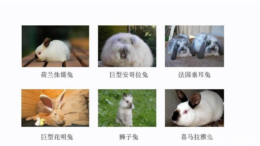 兔子品种大全及图片,兔子品种大全及图片价格