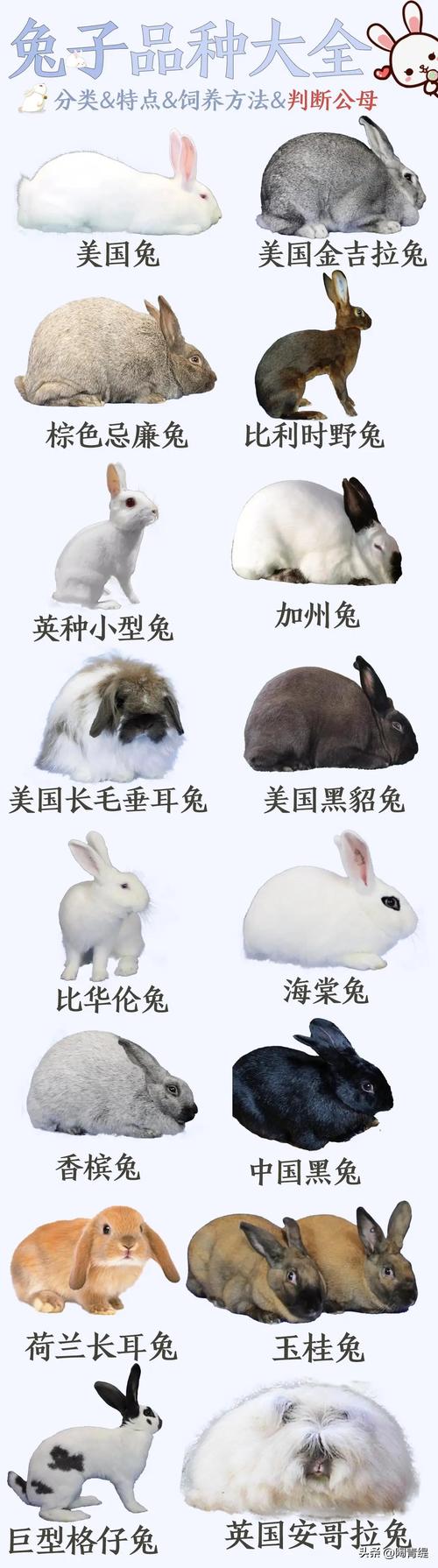 兔子品种大全及图片,兔子品种大全及图片价格