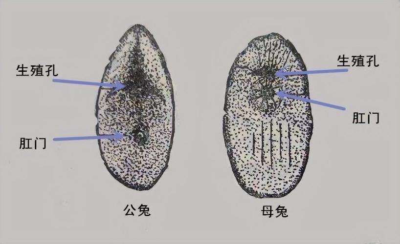 兔子怎么辨别公母图解耳朵图片,兔子怎么辨别公母图解两个月