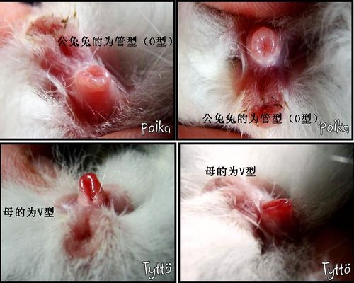 兔子怎么辨别公母图解耳朵图片,兔子怎么辨别公母图解两个月