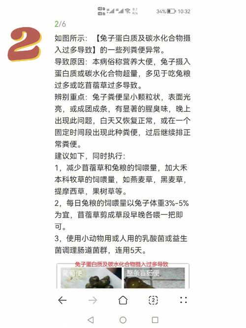 兔子拉肚子是什么原因,兔子拉肚子不吃东西没精神怎么办
