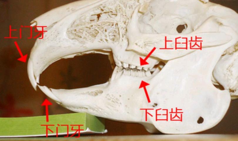 兔子有几颗牙齿图片,兔子牙齿图片结构图