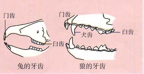 兔子有几颗牙齿图片,兔子牙齿图片结构图