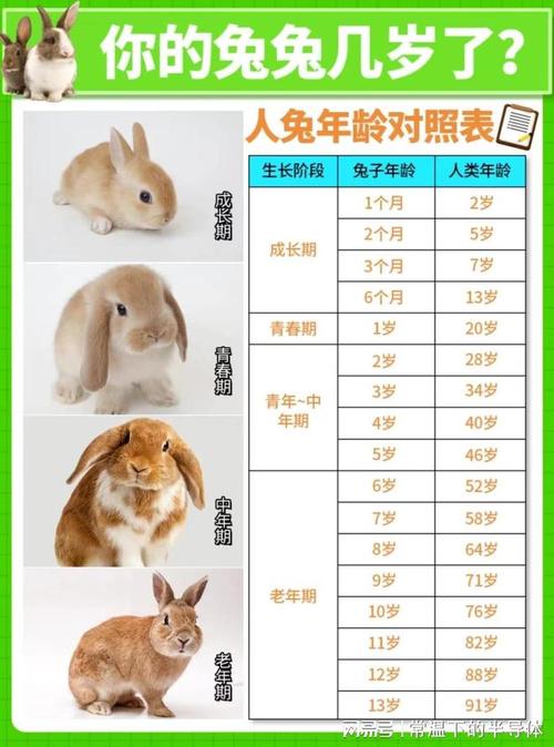兔子颜色随公还是随母,兔子颜色大全图片 彩色