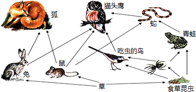 兔子食物链最底层,兔子食物大全图片