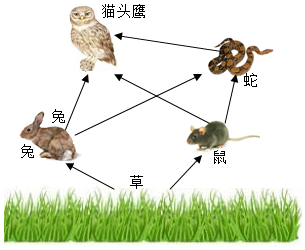 兔子食物链最底层,兔子食物大全图片