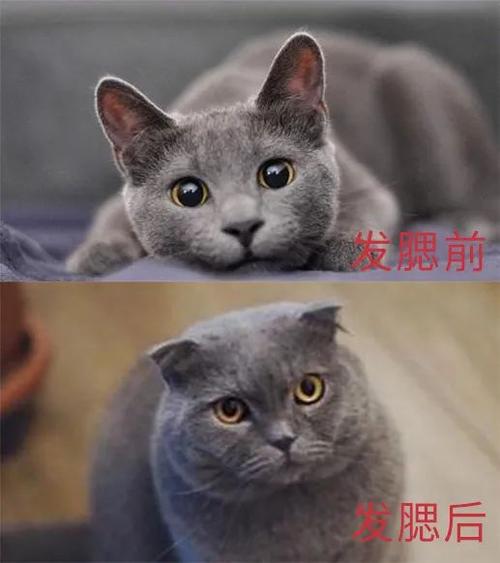 公猫发腮前绝育还会发腮吗,公猫发腮前后对比图