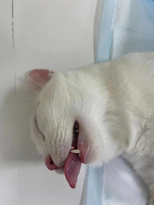 公猫多大做绝育最好,三花猫多大可以绝育