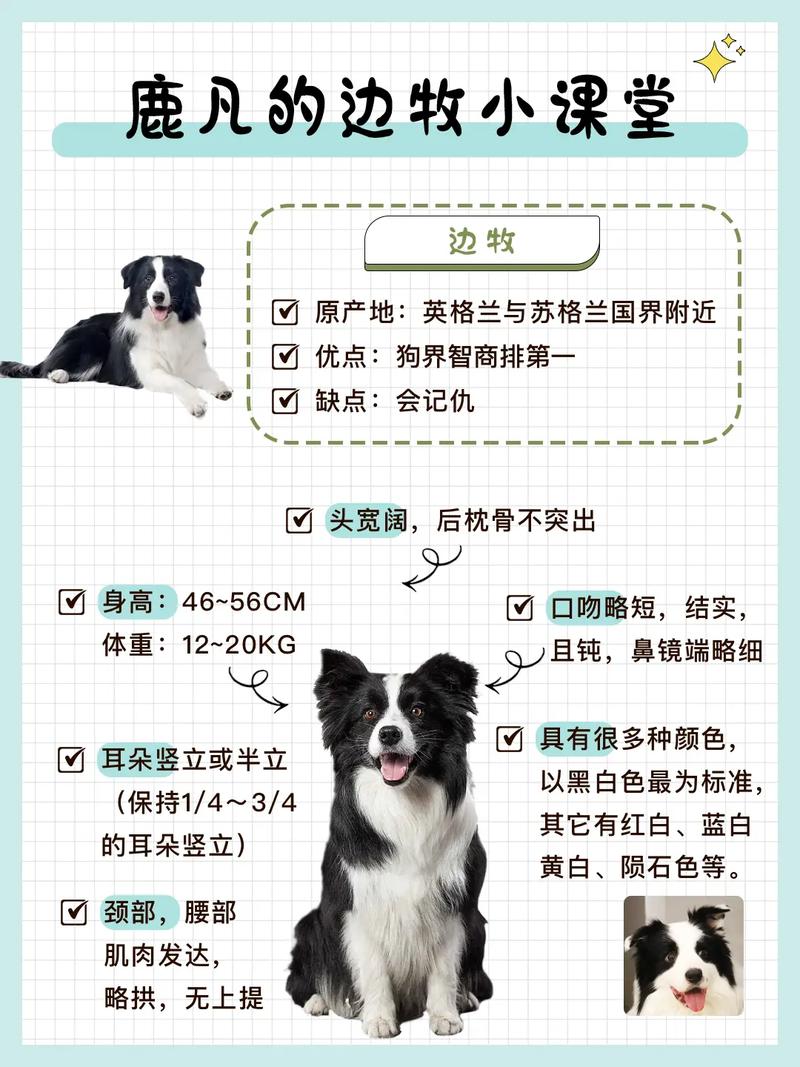 十大适合家养的狗不掉毛,十个不养边牧的理由
