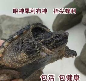 大鳄龟怎么养,鳄鱼龟吃什么东西为食