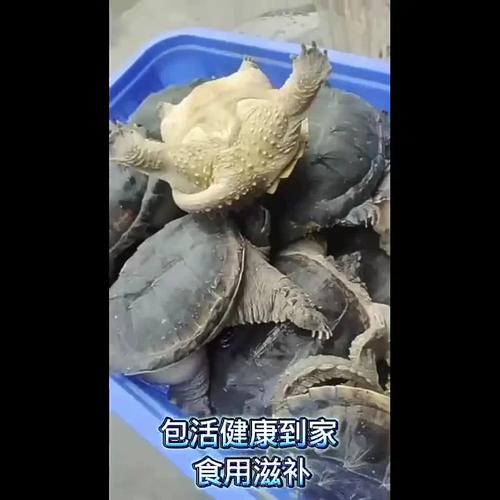 大鳄龟怎么养,鳄鱼龟吃什么东西为食