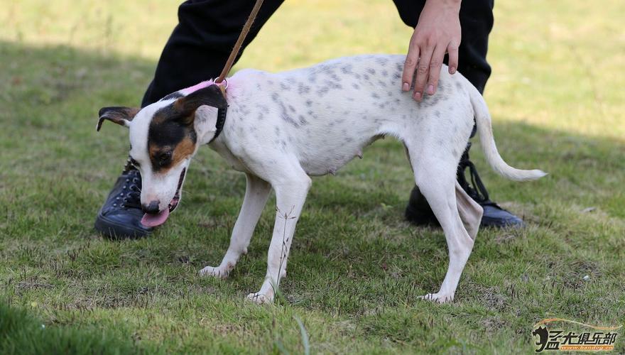 太仓猎犬有什么优点和缺点,太仓猎犬拿骚怎么样