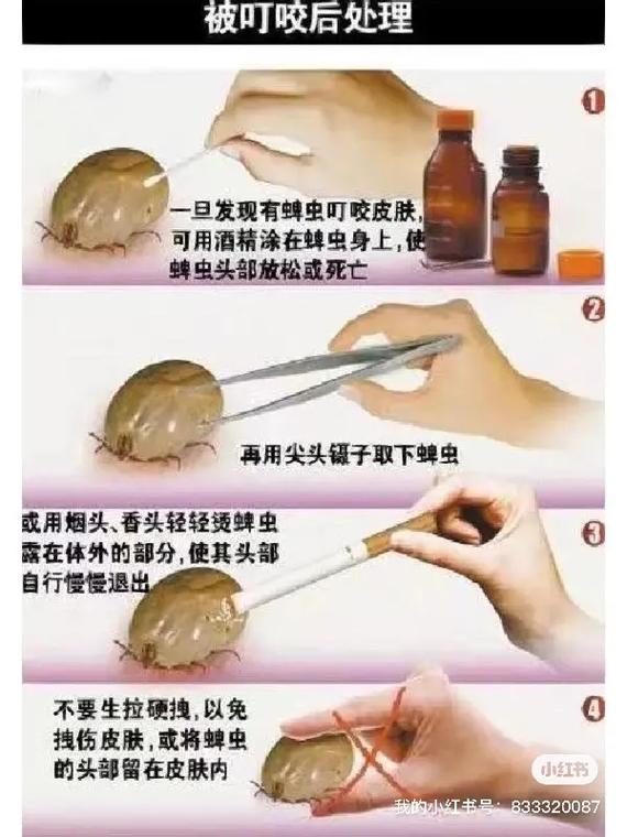 家里有蜱虫怎么去除简单方法,家里有蜱虫幼虫怎么办