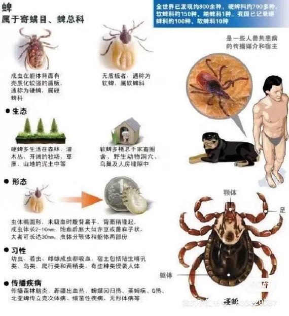 家里有蜱虫怎么去除简单方法,家里有蜱虫幼虫怎么办