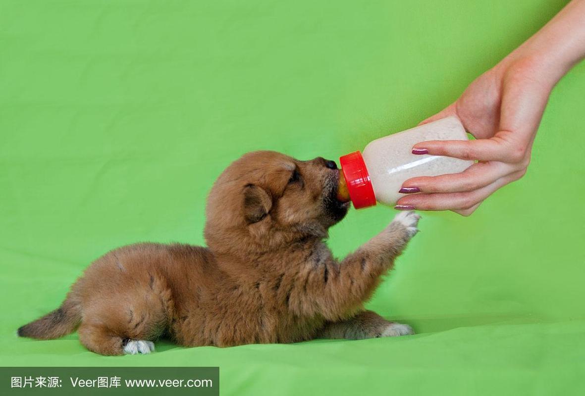 小狗吃奶突然变硬,小狗吃奶粉可以吗