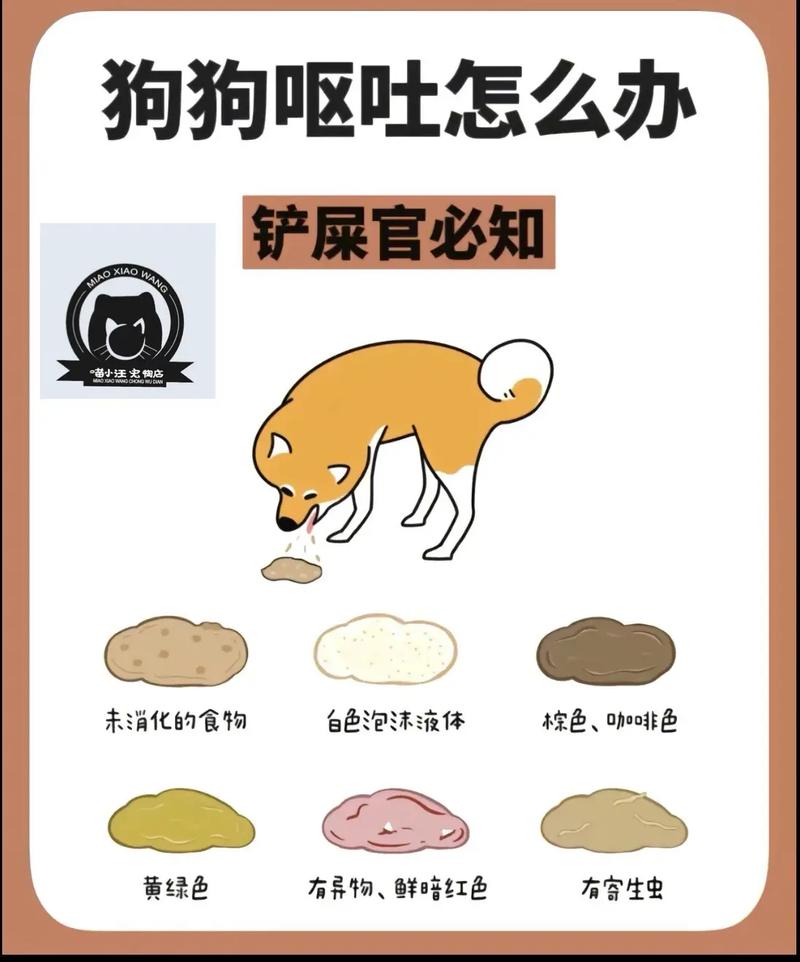 小狗吐了咋整,小狗吐黄颜色液体怎么办