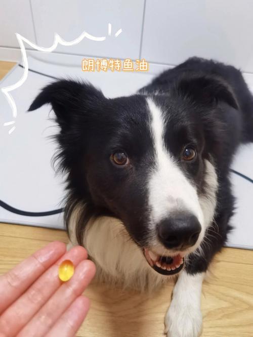 小狗狗可以吃鱼籽吗,宠物狗可以吃鱼籽吗