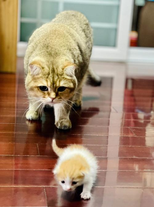 小猫到家一直叫是为什么,小猫到家一直叫怎么办