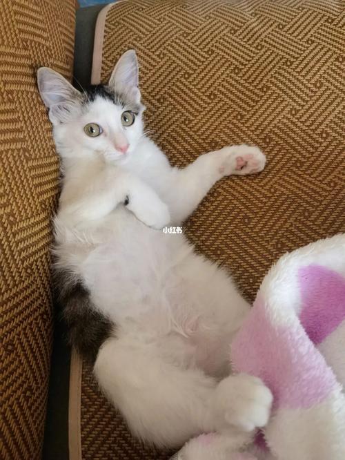 小猫到家一直叫是为什么,小猫到家一直叫怎么办