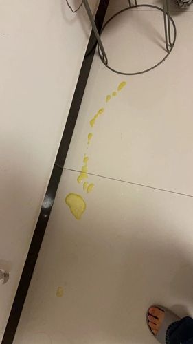 小猫吐黄水没精神怎么回事,小猫吐黄水带泡沫是怎么回事