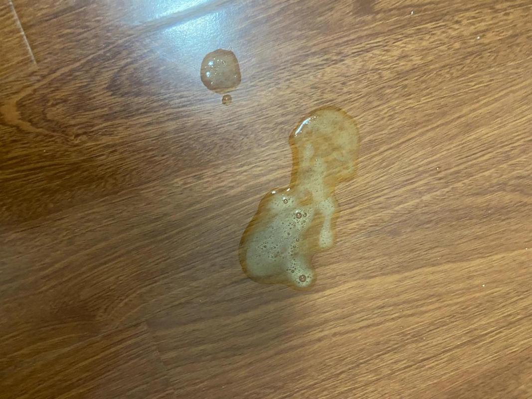 小猫吐黄水没精神怎么回事,小猫吐黄水带泡沫是怎么回事