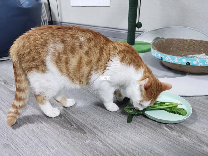 小猫咪可以吃什么人类的食物,小猫咪可以吃什么蔬菜