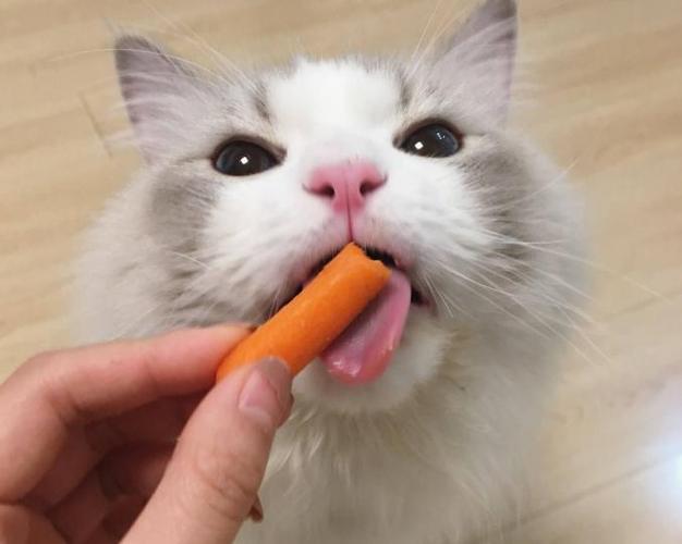 小猫咪可以吃什么人类的食物,小猫咪可以吃什么蔬菜