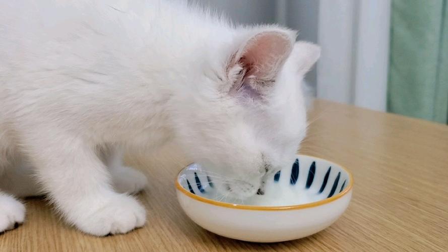 小猫咪可以喝牛奶吗,猫可不可以喝牛奶纯牛奶