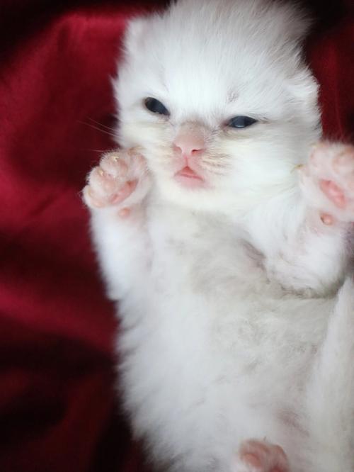 小猫多大睁眼可以扒开吗,小猫多大睁眼睛
