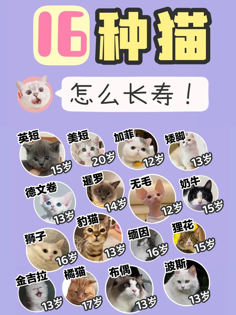 小猫寿命一般在多少年左右呢,小猫 寿命