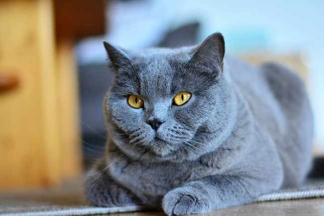 小猫的眼睛睁不开怎么办,小猫的眼睛都是蓝色的吗