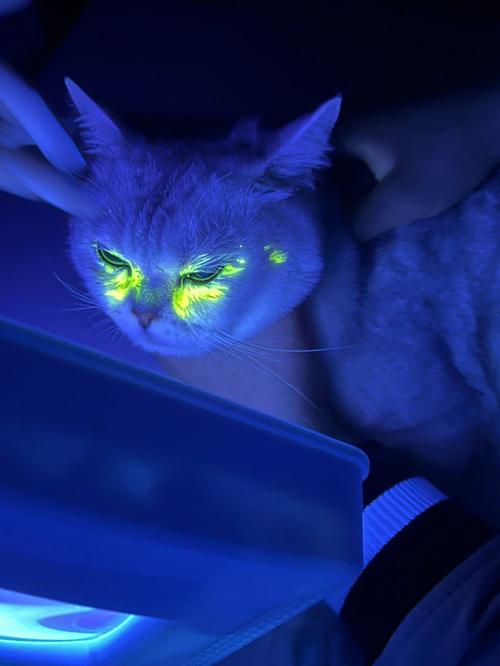 小猫的眼睛睁不开怎么办,小猫的眼睛都是蓝色的吗