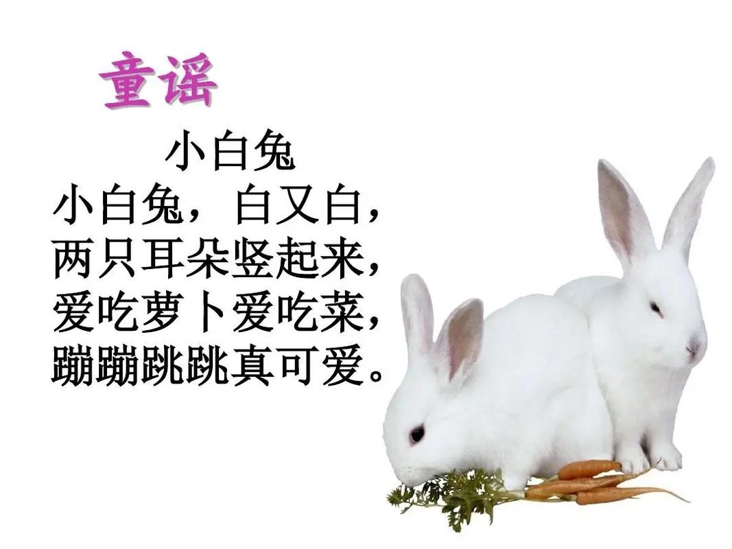 小白兔吃什么蔬菜和水果,小白兔吃什么菜