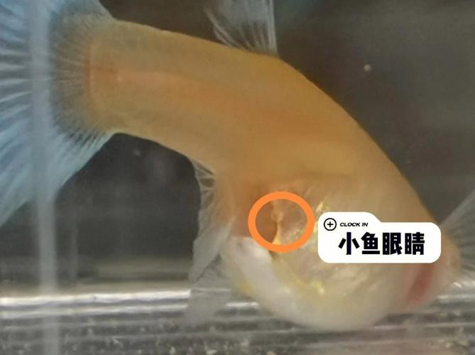 小鱼几天喂一次鱼食,怎么判断鱼饿了