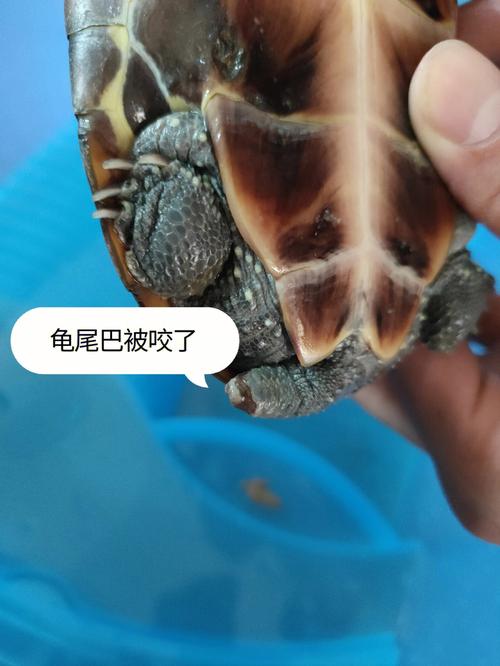 巴西龟有毒吗视频,巴西龟有毒吗咬人