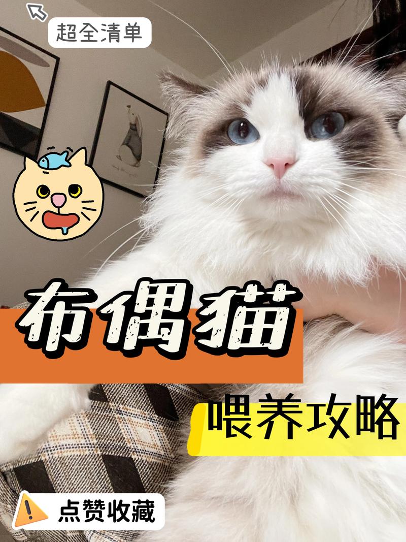 布偶 好养吗,布偶好养吗 需要注意些什么