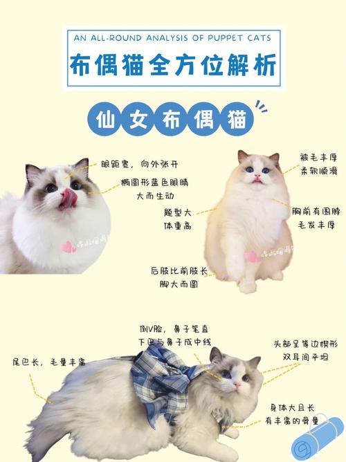 布偶猫智商排名,布偶猫智商排第几