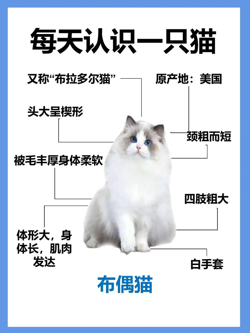 布偶猫智商排名,布偶猫智商排第几