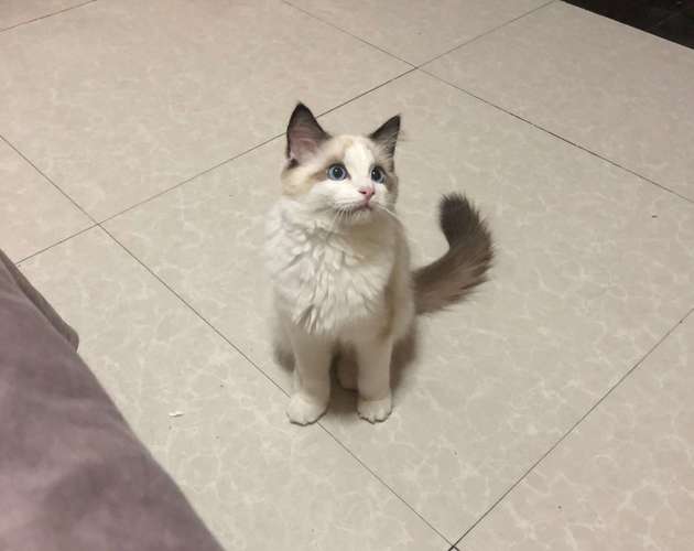 布偶猫穷养能养吗,布偶猫掉毛吗好养吗