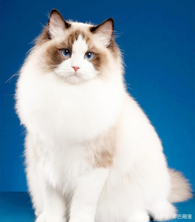 布偶猫穷养能养吗,布偶猫掉毛吗好养吗