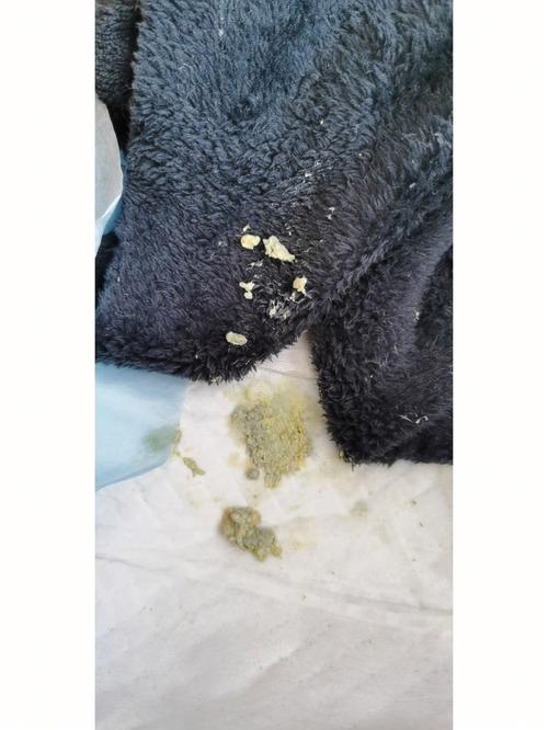 幼猫不拉屎怎么办2个月,幼猫不拉屎怎么办3个月