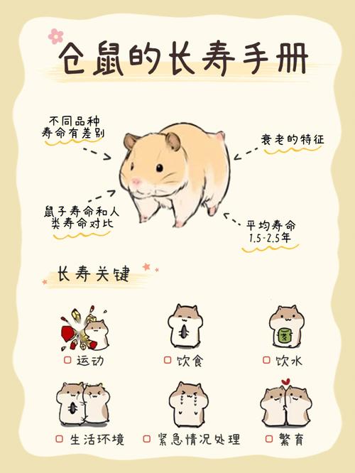 怎么判断仓鼠饿了,仓鼠鼠粮没了暂时吃啥