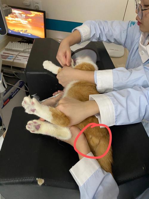 怎么知道猫发完情了,公猫家养可以不绝育吗