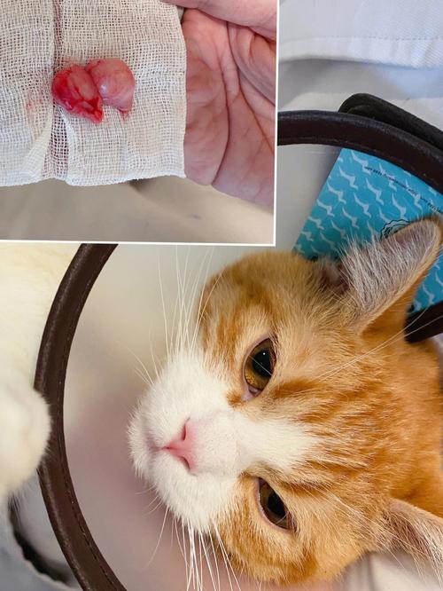 怎么知道猫发完情了,公猫家养可以不绝育吗