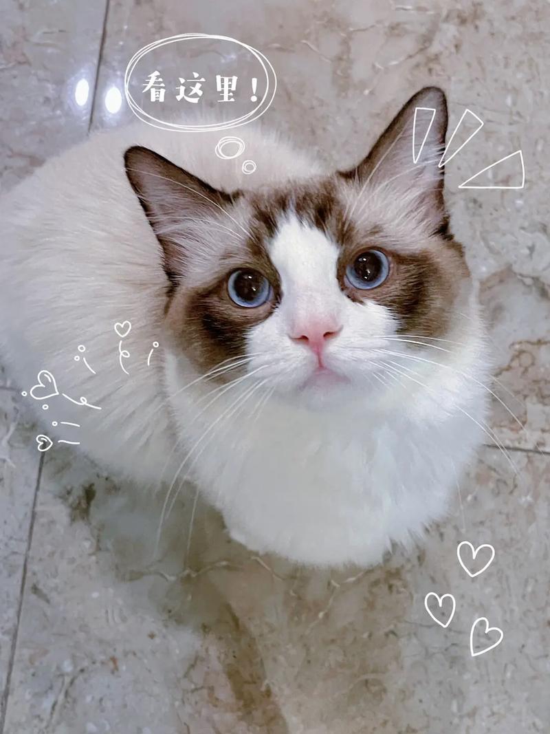 怎么知道猫发完情了,猫咪怎么样才算发完情