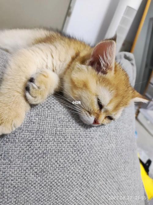 怎么知道猫发完情了,猫咪怎么样才算发完情